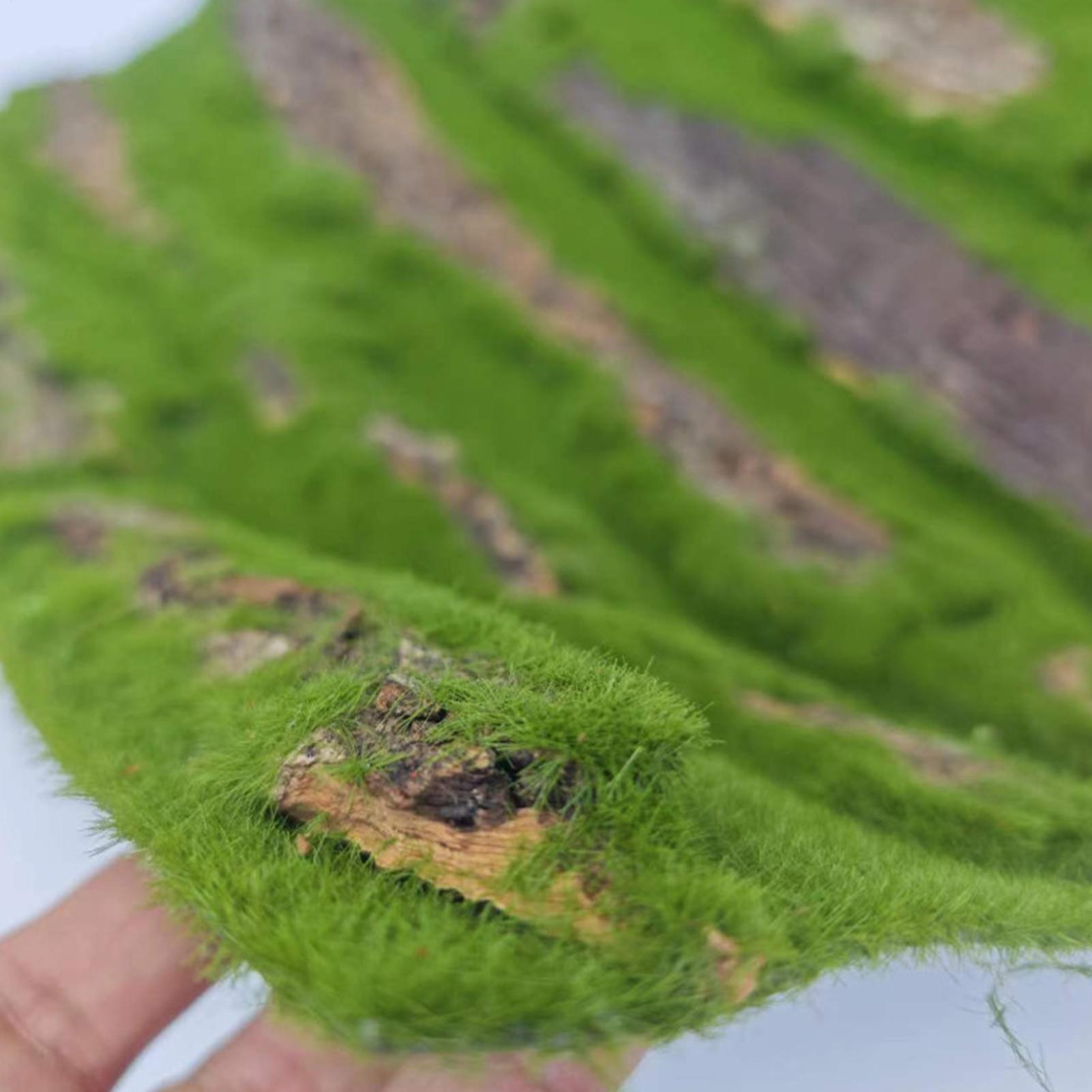 Terrarium Moss Art - ของตกแต่งพื้นหลังตู้เลี้ยงสัตว์เลื้อยคลาน ต้นไม้จำลอง ตกแต่งเปลือกไม้ มอสประดิษฐ์ สำหรับตกแต่งที่อยู่อาศัยของตุ๊กแก กิ้งก่า